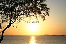 日落,樹,海