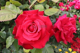 玫瑰花,玫瑰,紅玫瑰