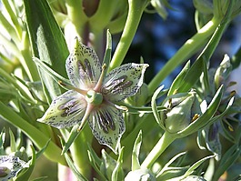 elkweed,鮮花,花的
