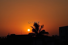 太陽(yáng),日落,椰子棕櫚