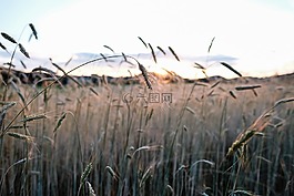 性質(zhì),天空,草