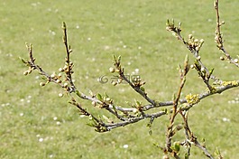 樹,發芽,磕打