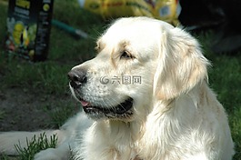 金毛獵犬,狗,ttierportrait