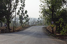 路,自然,樹