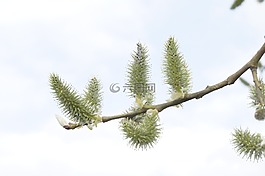 樹,發芽,磕打