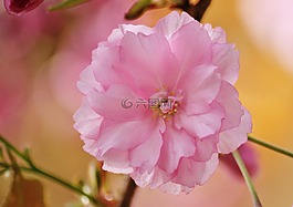 開花,粉紅色,宏