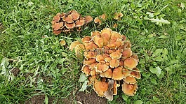 秋季,蘑菇,性質(zhì)