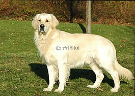 金毛猎犬,狗,动物肖像