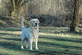 金毛猎犬,狗,动物肖像