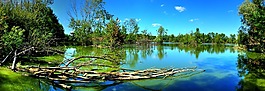 湖,樹(shù),景觀