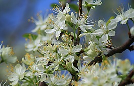 桃花枝,鮮花,開花枝