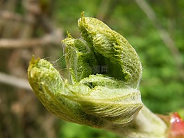 春天,樹,開放