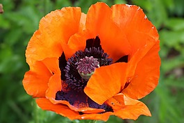 klatschmohn,罌粟,罌粟花