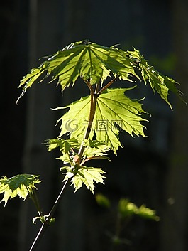 葉子,春天,光