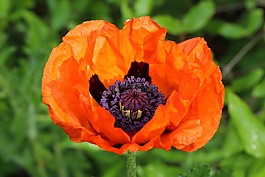 罌粟,klatschmohn,開花