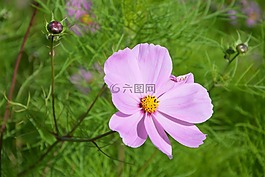粉紅色的花朵,性質(zhì),花園