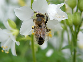 春天,開花,蜜蜂