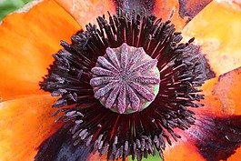 klatschmohn,開花,罌粟花