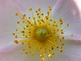 光,開花,夏季