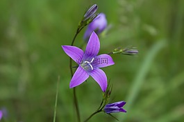性質(zhì),花卉,植物