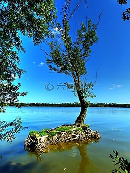 湖,樹,景觀