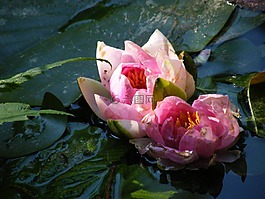 睡蓮,開花,粉紅色