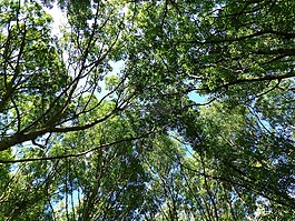 樹(shù),對(duì)潛水,性質(zhì)