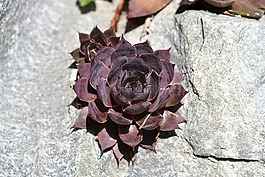 houseleek,厂,花园