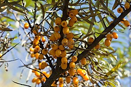 樹,水果,食品