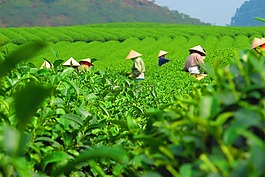 茶,人工林,收獲