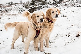 狗,雪,動(dòng)物