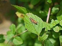 棕色的螞蚱,chortophaga viridifasciata,昆蟲