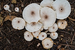 蘑菇,植物,宏
