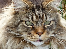 主要摆放好,猫,宿醉