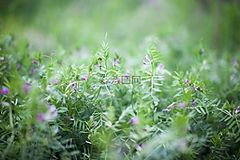 綠色,藍色,池