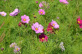 鮮花,粉色,紅色