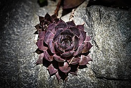 houseleek,红色,厂
