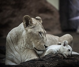 獅子,白獅子,母獅