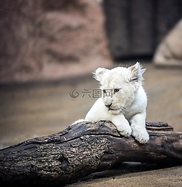獅子,白獅子,大貓