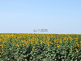 法國,向日葵,藍色