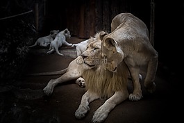 獅子,母獅,白獅子