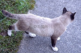 猫,灰色,小猫