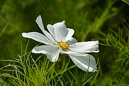 花,白花,性質(zhì)