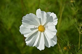 花,白花,黃色