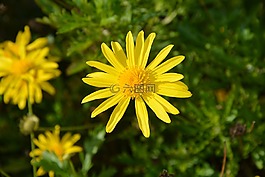 花,黃色的花,雛菊