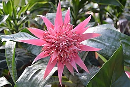 花,多汁,aechmea pamera