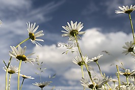 天空,margaretki,鮮花