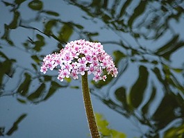 池塘,花,水生植物