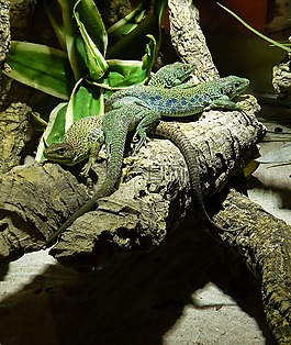 爬行動物,蜥蜴,綠色