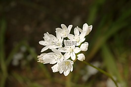 花,自然,白